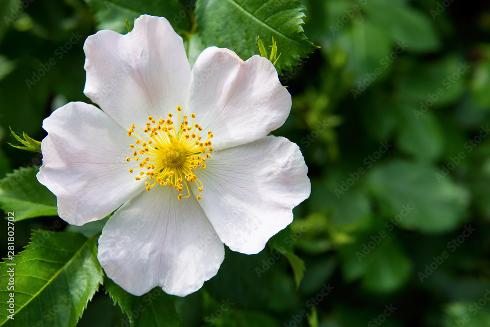Fototapeta premium The Flowers Of Wild Rose Medicinal. Blooming Wild Rose Bush. Rose hip flowers close-up.