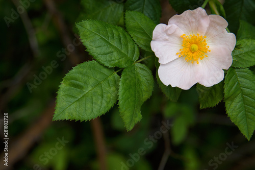The Flowers Of Wild Rose Medicinal. Blooming Wild Rose Bush. Rose hip flowers close-up.