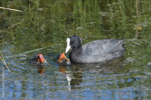 Blässhuhn (Fulica atra) mit Jungtieren - Eurasian coot with juvenile photo