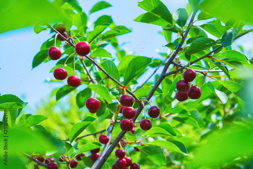 Sweet cherries hanging on a tree branch. Red sweet cherries on the tree. Red ripe berries of sweet cherry on a branch in a summer garden on background of green leaves and blue sky, close-up. Sweet cherries hanging on a tree branch. Red sweet cherries on the tree. Red ripe berries of sweet cherry on a branch in a summer garden on background of green leaves and blue sky, close-up.