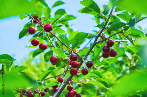 Sweet cherries hanging on a tree branch. Red sweet cherries on the tree. Red ripe berries of sweet cherry on a branch in a summer garden on background of green leaves and blue sky, close-up.
