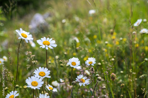 mountain dewy daisies in Durmitor park, Montenegro with copy space