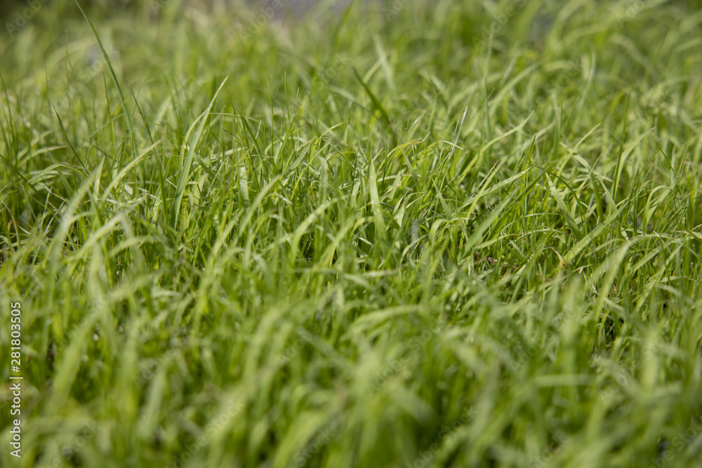 Worm’s eye view of Fresh Light green grass With the soft light of the sun splashing down to the grass in the morning That just grew out of the soil shortly. Worm’s eye view of Fresh Light green grass With the soft light of the sun splashing down to the grass in the morning That just grew out of the soil shortly.