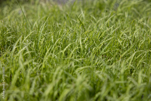 Worm’s eye view of Fresh Light green grass With the soft light of the sun splashing down to the grass in the morning That just grew out of the soil shortly.