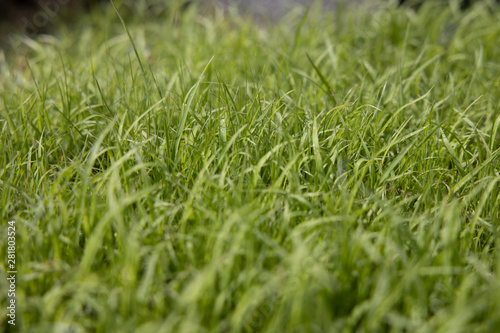 Worm’s eye view of Fresh Light green grass With the soft light of the sun splashing down to the grass in the morning That just grew out of the soil shortly.