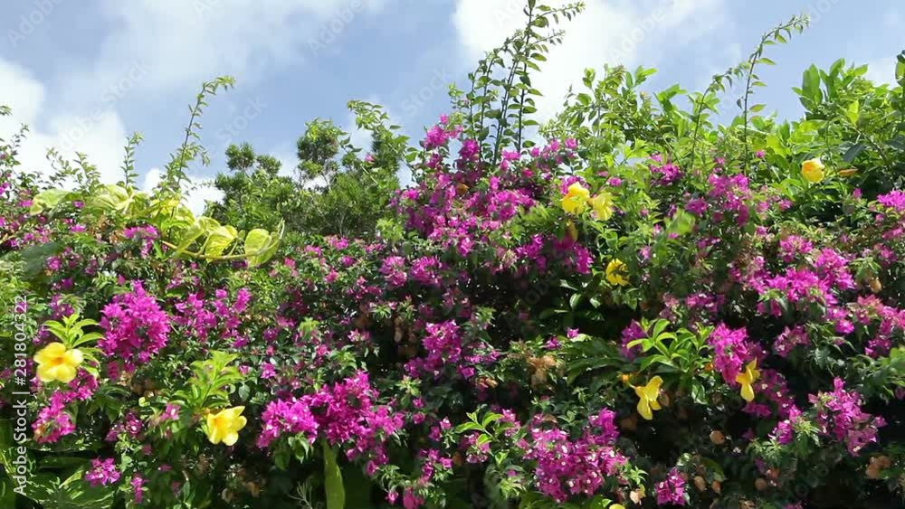 Close up of flowers with sky in background Close up of flowers with sky in background