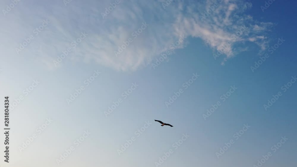 Yalova, Turkey - July 2019: Seagull flying in a blue sky starting blurry going sharp Yalova, Turkey - July 2019: Seagull flying in a blue sky starting blurry going sharp