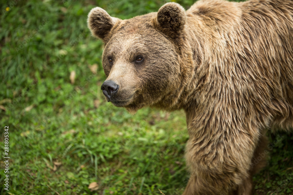 Brown bear (Ursus arctos)