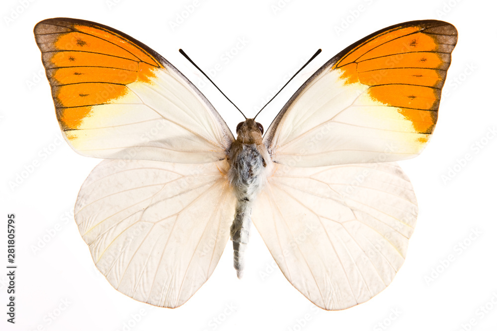 Naklejka premium Hebomia butterfly