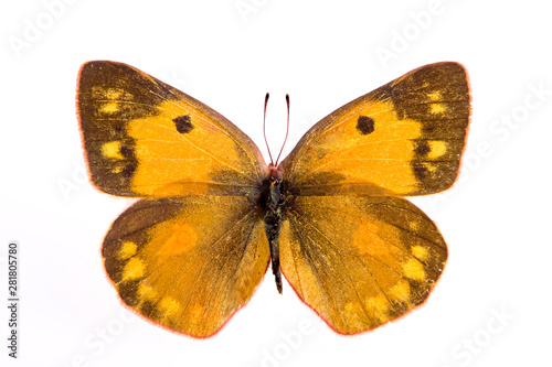 Colias eurytheme butterfly