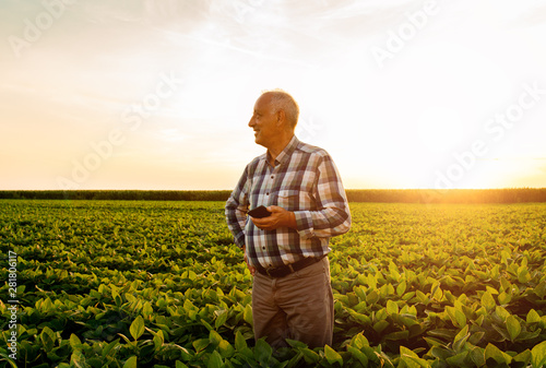 Senior farmer standing in soybean field examining crop at sunset.