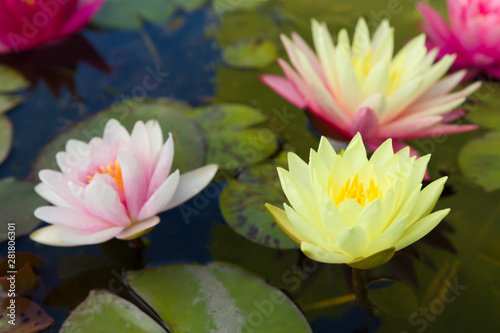 Three pastel water lilies