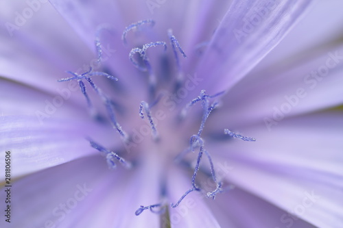 pollen of a purple flower