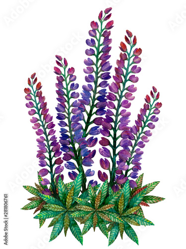Watercolor lupins. Bright colorful summer bouquet of lupins