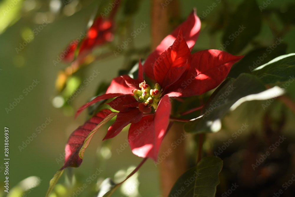 Espirito Santo - Flor Detalhe