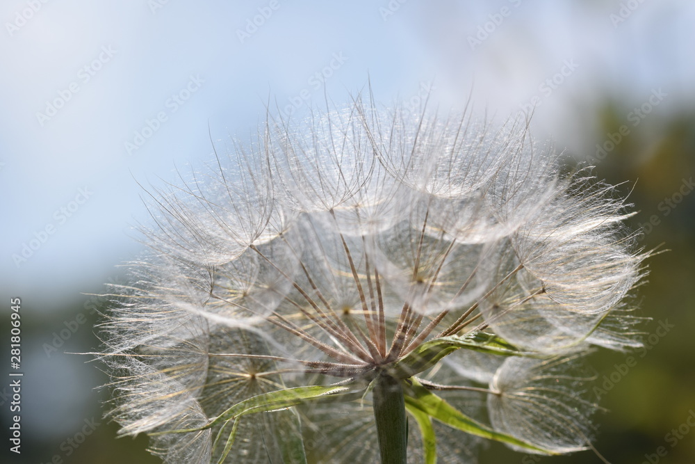 dandelion seeds dandelion seeds