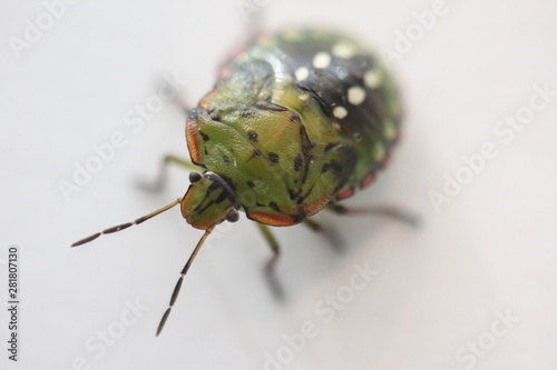 nymphal stage of Nezara viridula (southern green stink bug or southern green vegetable bug)