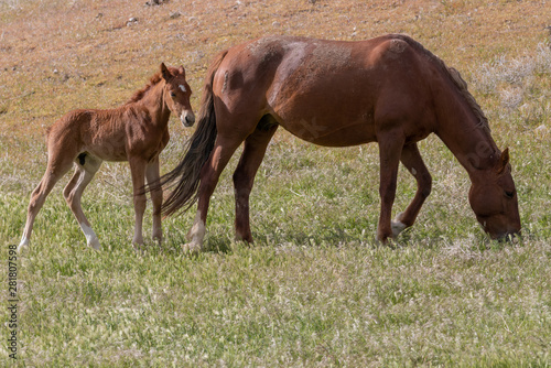 Wild Horse Mare and Foal in Spring in Utah © natureguy
