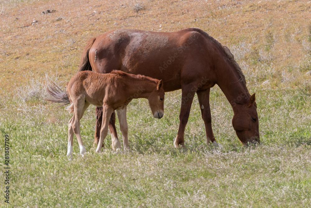 Wild Horse Mare and Foal in Spring in Utah Wild Horse Mare and Foal in Spring in Utah