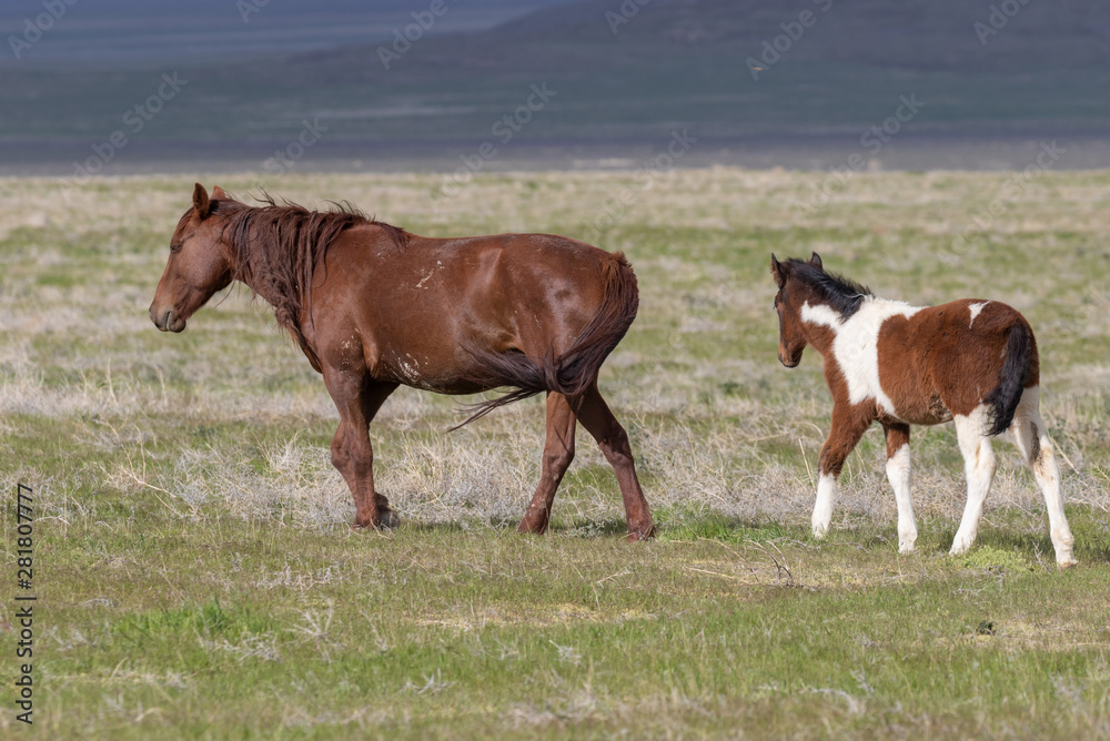 Wild Horse Mare and Foal in Spring in Utah Wild Horse Mare and Foal in Spring in Utah
