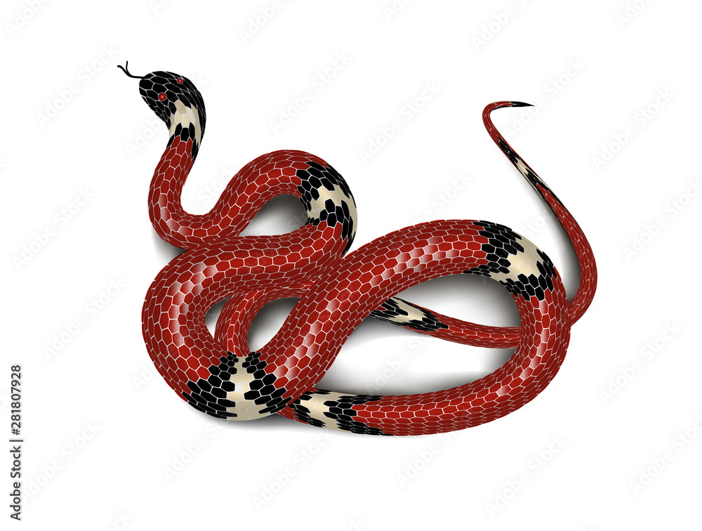 Obraz premium Red snake adder isolated on white background. Vector illustration.
