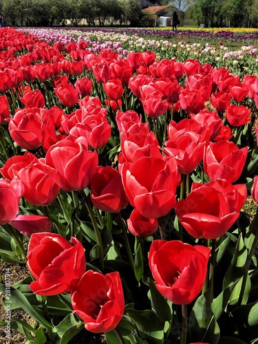 Apotheosis of colored tulips photo