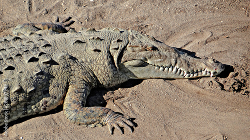 Crocodiles sauvages du Costa Rica