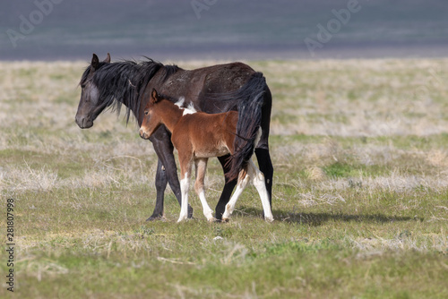 Wild Horse Mare and Foal in Spring in Utah