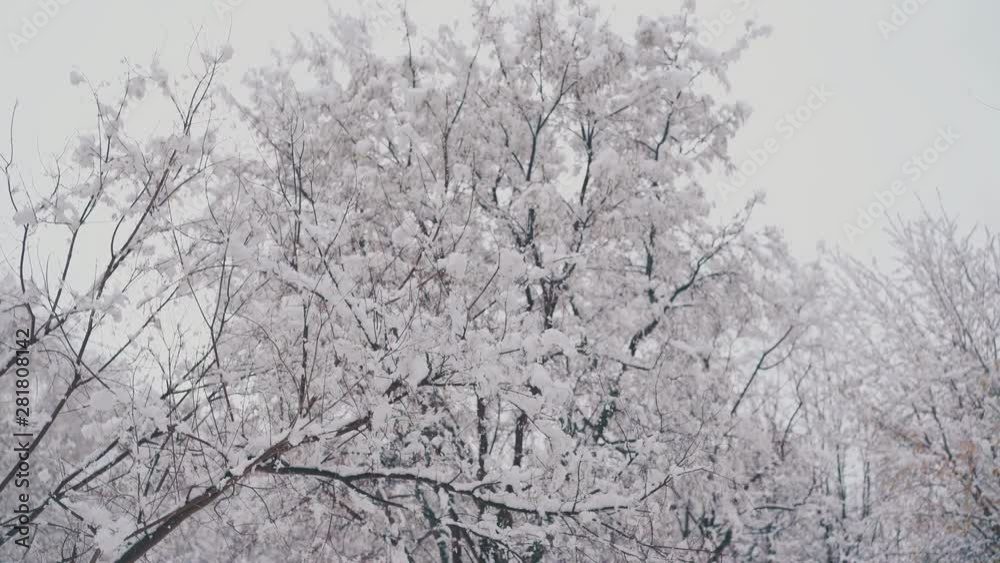 camera motion along high trees with long branches and thick snow layers after heavy snowfall close view camera motion along high trees with long branches and thick snow layers after heavy snowfall close view
