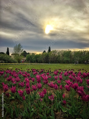 Apotheosis of colored tulips photo