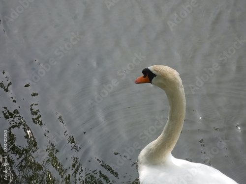 Fototapeta Naklejka Na Ścianę i Meble -   swan - 白鳥