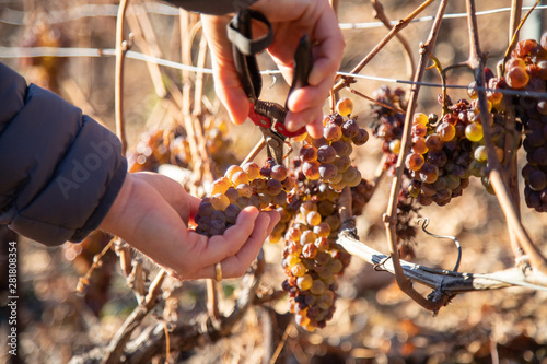 Konstfotografi Vendanges tardives