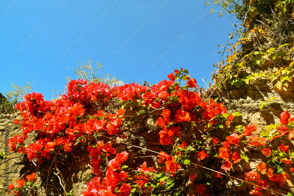 Close-up of a blooming red bougainvillea plant, whose inflorescence consists of large colorful sepal like bracts which surround three simple waxy flowers, on a stone wall against blue sky, Italy