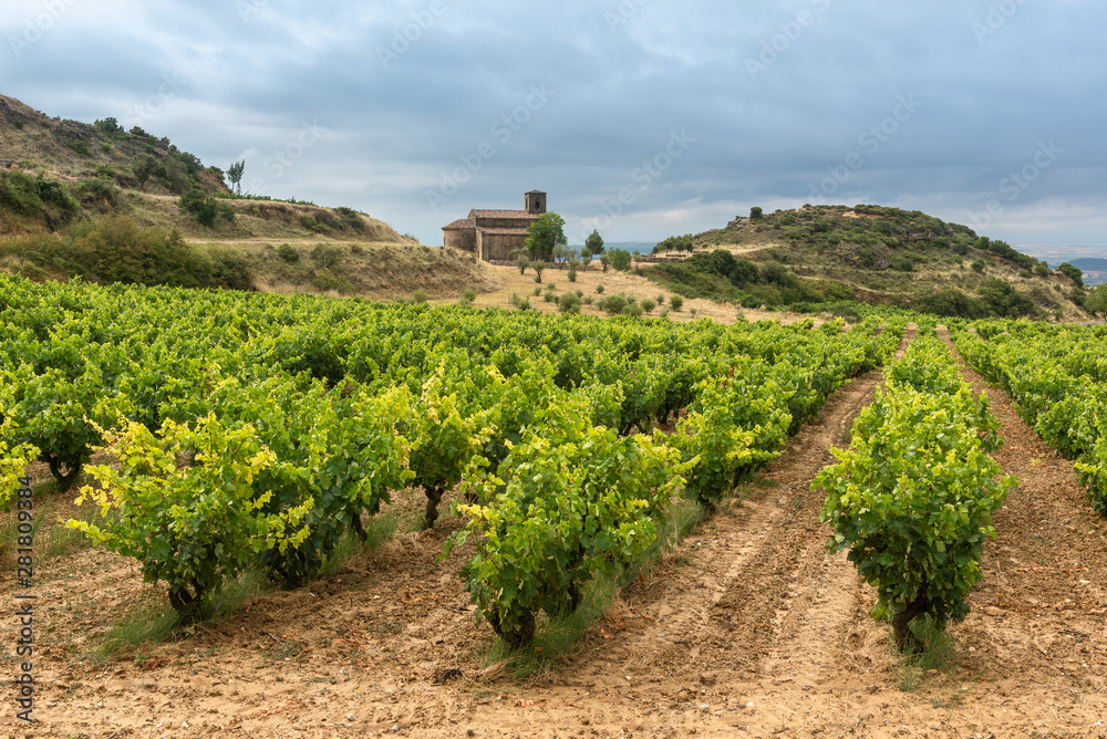 Vineyards in summer with Santa Maria de la Piscina chapel as background, La Rioja, Spain