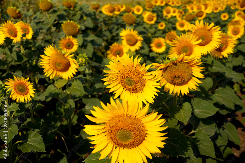 Ripening sunflower in the field Ripening sunflower in the field