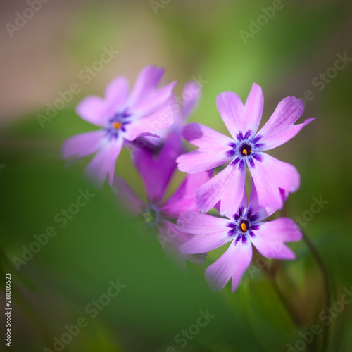 flower in backlight