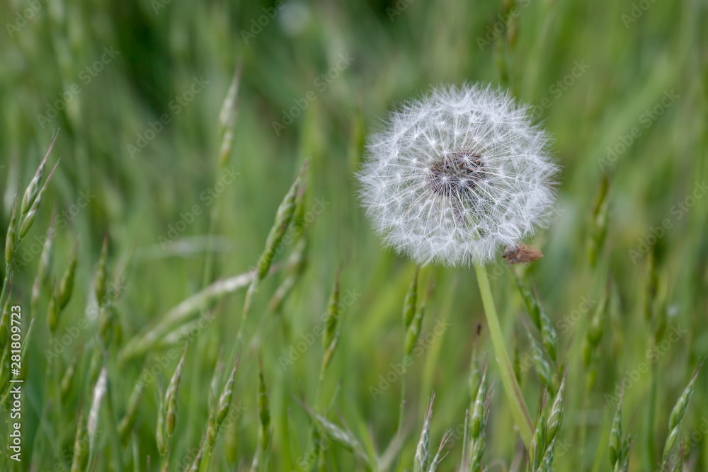 Close-up of a Dandelion (Taraxacum) seed head in a field in Godstone Surrey