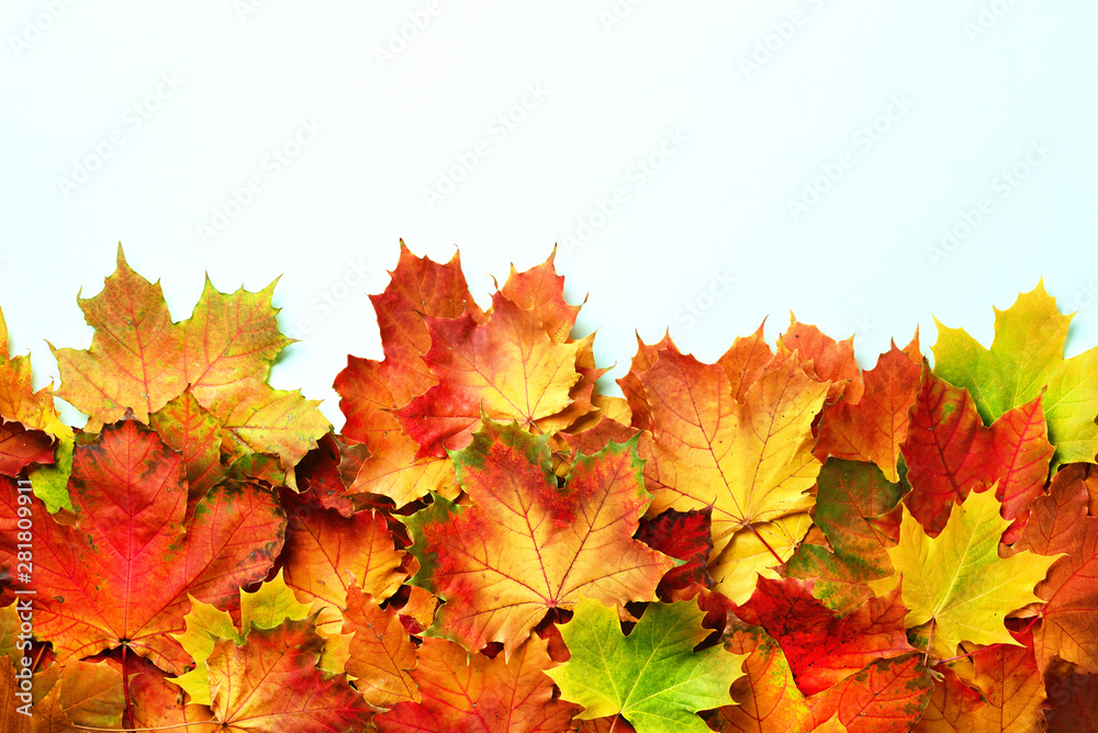 Golden autumn concept. Sunny day, warm weather. Red, orange, yellow and green maple leaves on blue background. Top view. Banner Golden autumn concept. Sunny day, warm weather. Red, orange, yellow and green maple leaves on blue background. Top view. Banner