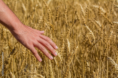 Wheat field and male hand touching golden ears of wheat on summer day,