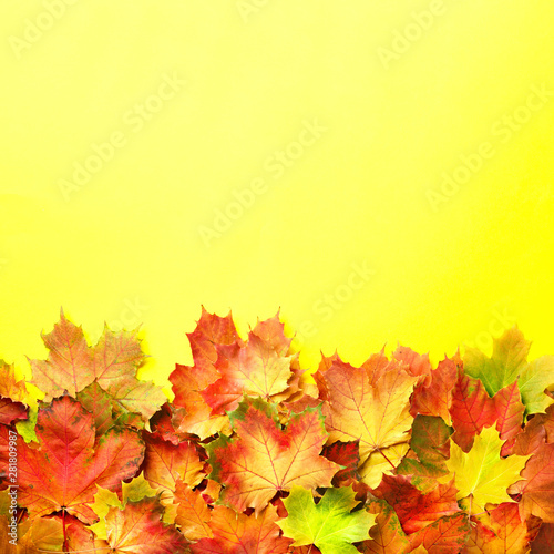Golden autumn concept. Sunny day, warm weather. Red, orange and green maple leaves on yellow background. Top view. Banner