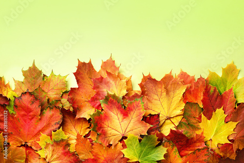 Golden autumn concept. Sunny day, warm weather. Red, orange, yellow and green maple leaves background. Top view. Banner