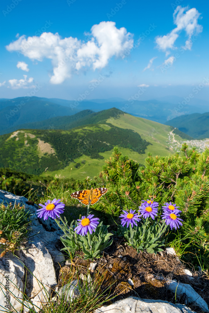 Φωτογραφία Mountain Krstac in Bosnia and Herzegovina, Aster Alpina with a butterfly in the