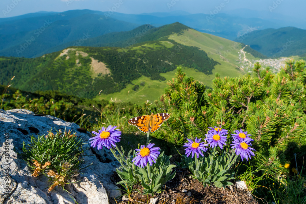 Φωτογραφία Mountain Krstac in Bosnia and Herzegovina, Aster Alpina with a butterfly in the