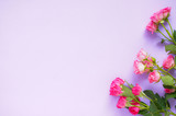 Violet background with pink roses