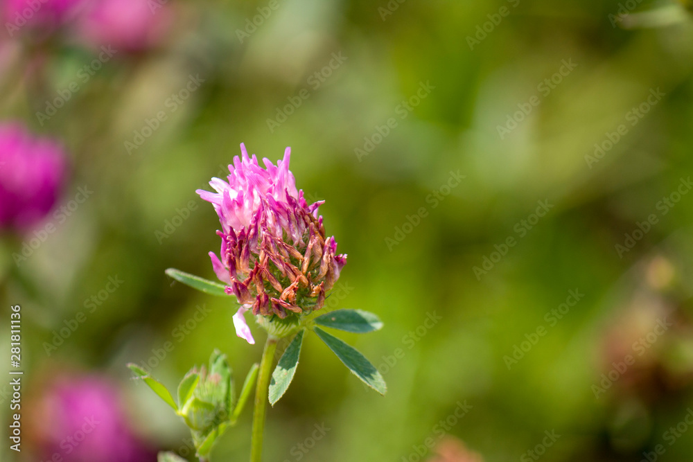 Wildflowers, sprouts with leaves closeup in summer wild field Wildflowers, sprouts with leaves closeup in summer wild field