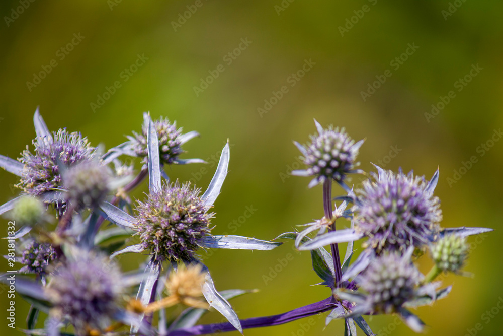 Wildflowers, sprouts with leaves closeup in summer wild field Wildflowers, sprouts with leaves closeup in summer wild field