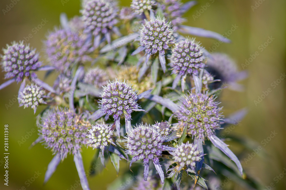 Wildflowers, sprouts with leaves closeup in summer wild field Wildflowers, sprouts with leaves closeup in summer wild field