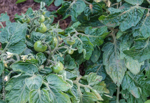 growing tomato in ground in field in summer