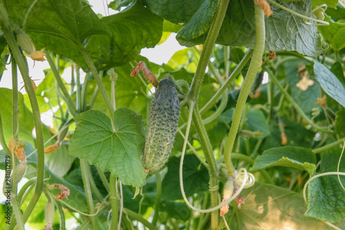 Cucumbers growing in a greenhouse in summer