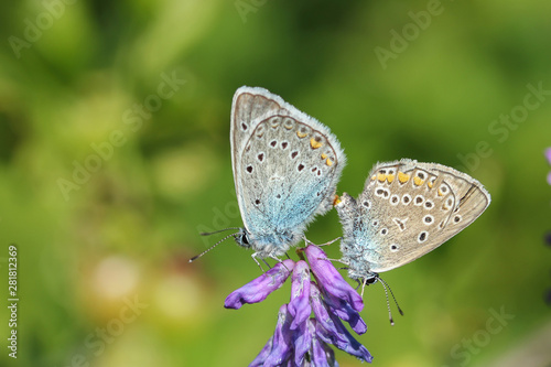Butterfly in summer sits on a flower background green blurred horizontal